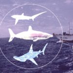 Demanda asiática por aletas de tiburón amenaza a especies locales en Perú
